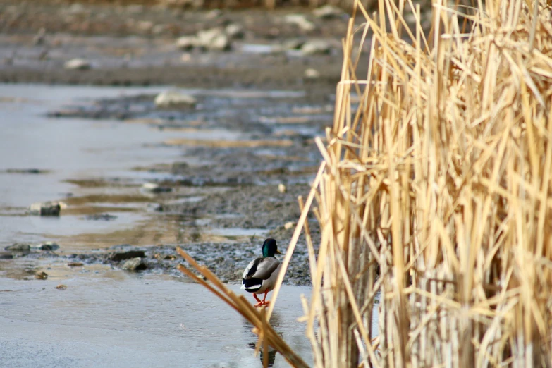 a duck that is sitting on some kind of reed