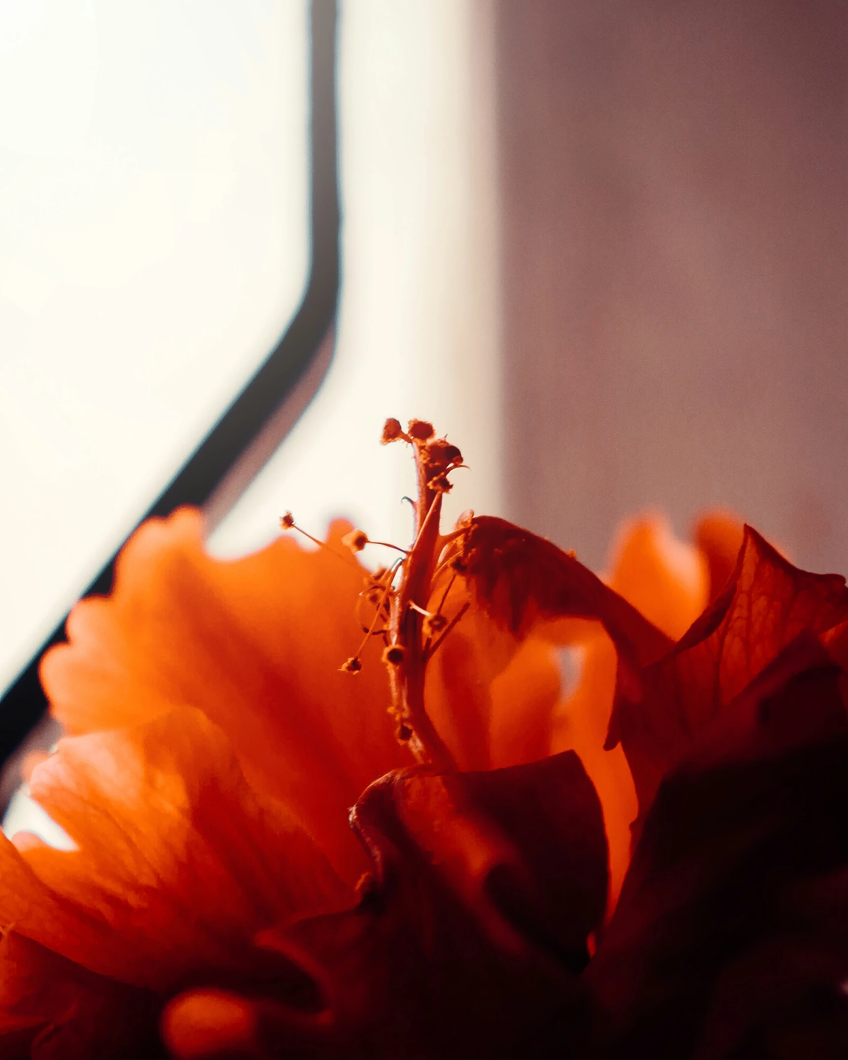 close up view of a orange flower with other flowers in the background