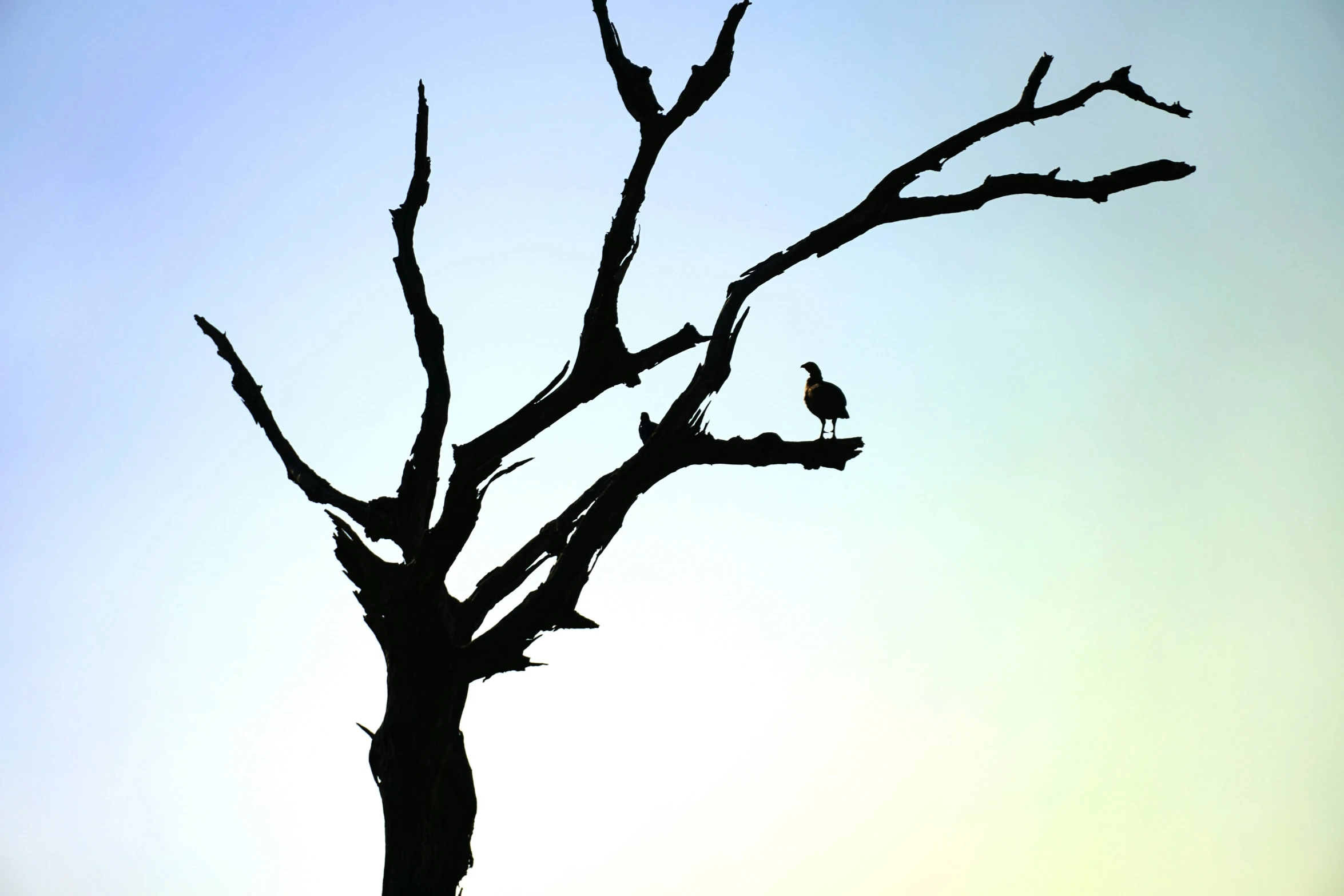 a bird perched on top of a leafy tree