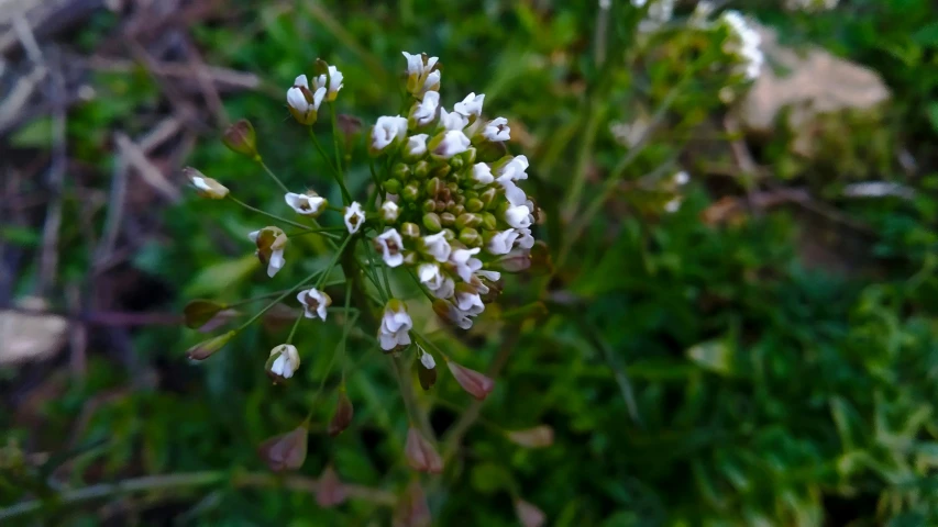 a small white flower blooming in the forest