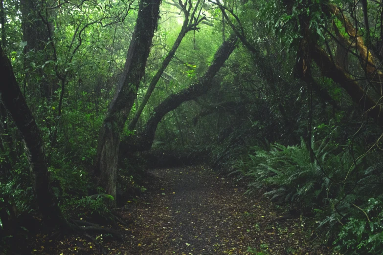 a wooded path with lots of trees and leaves