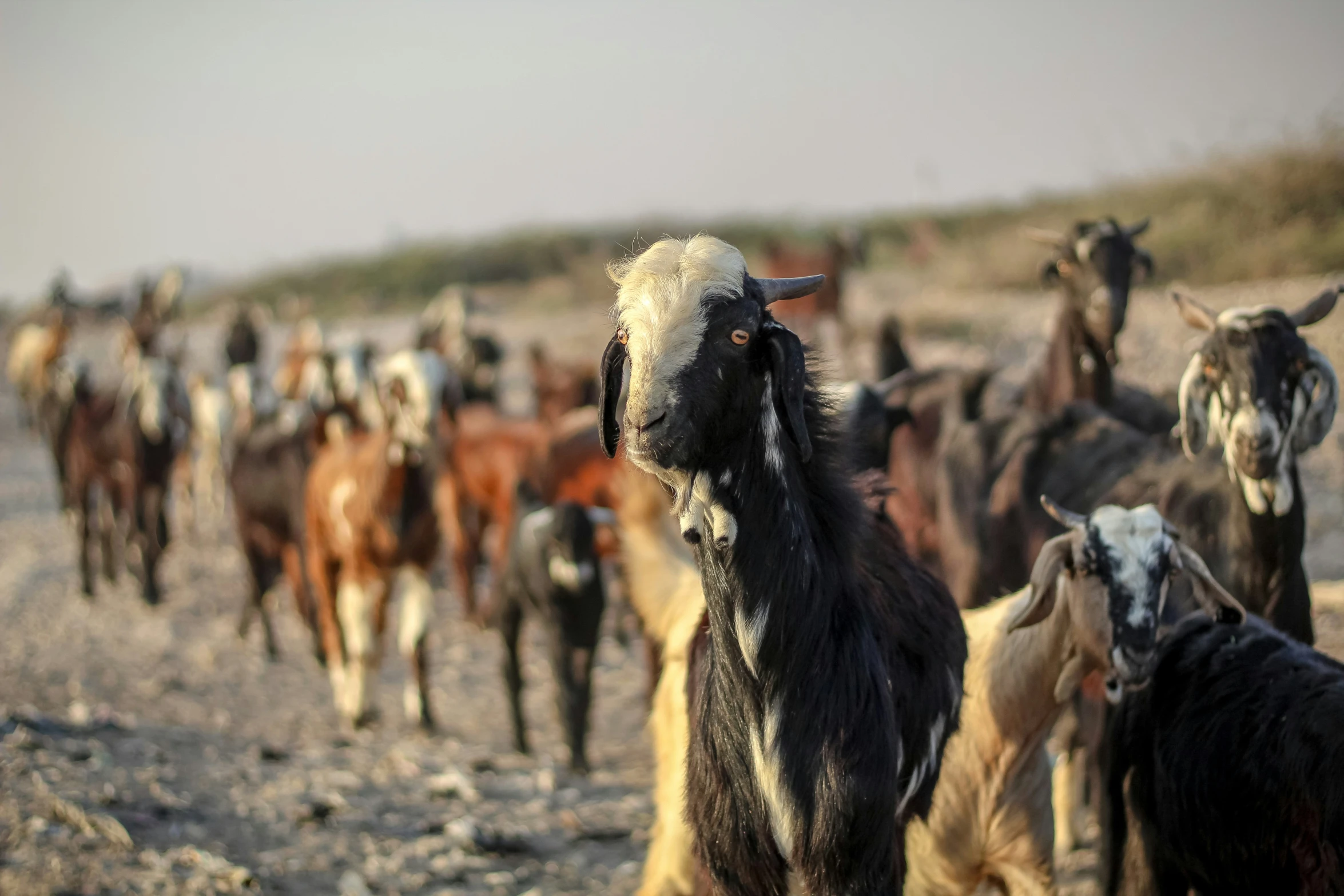 a herd of goat standing on top of a sandy beach