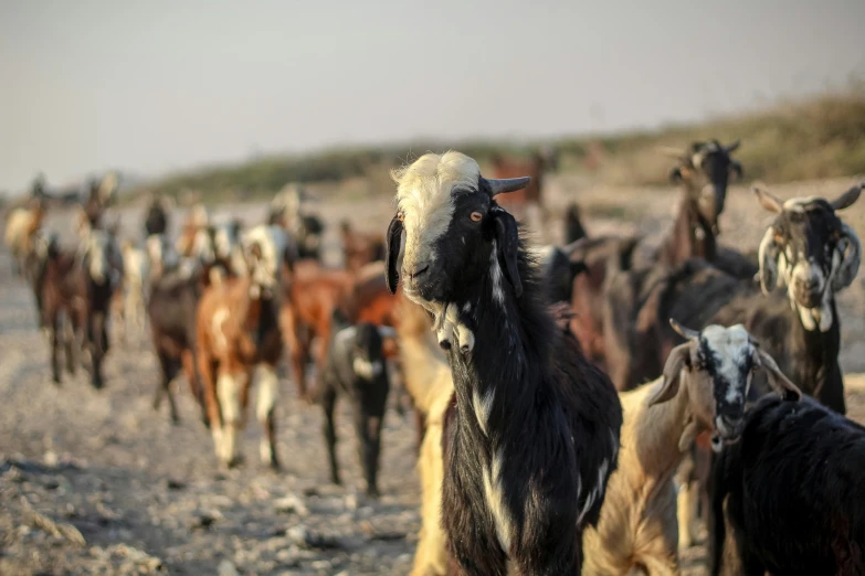 a herd of goat standing on top of a sandy beach