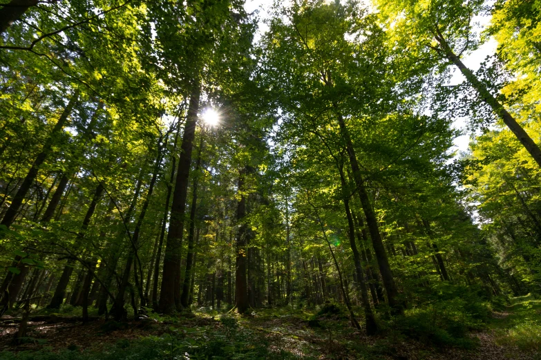 the sun is shining through trees in the forest