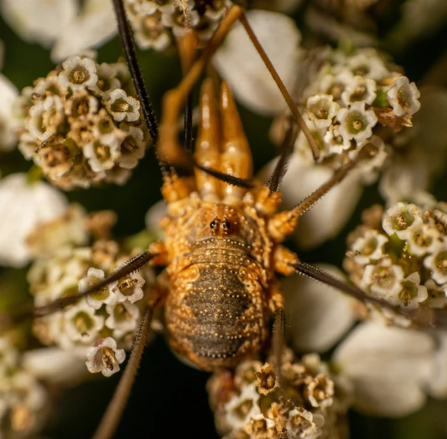 a close up of a brown spider on a white flower