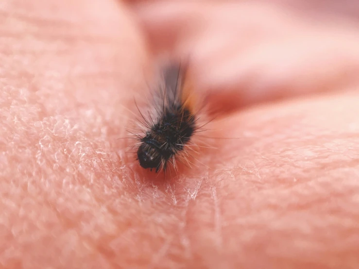 a close up of a small insect on the chest