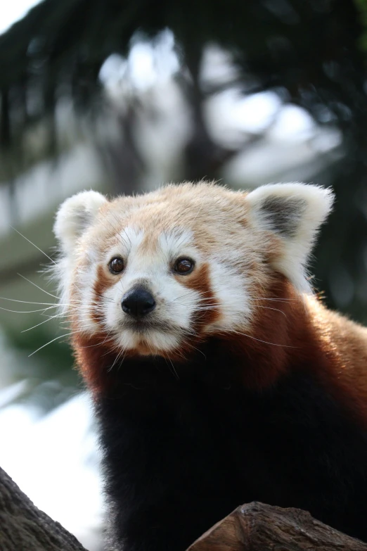 the head of a red panda in the woods