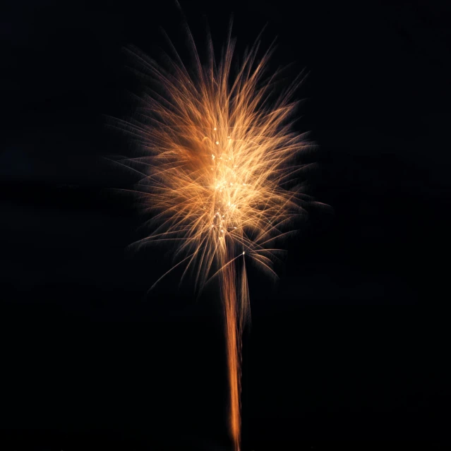 fireworks exploding with the long stem in the dark sky