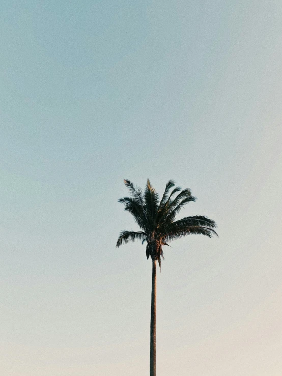 two tall palm trees stand in front of a blue sky