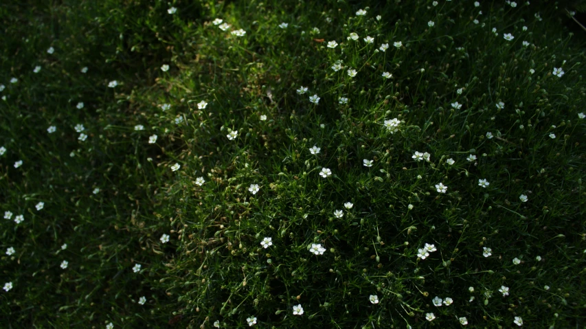 a bunch of white flowers that are growing
