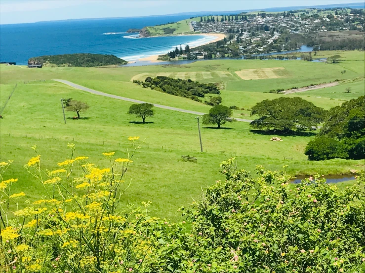 a field with flowers and a mountain on the shore