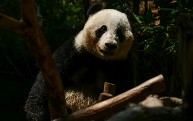 a panda bear with a black and white head and neck and legs