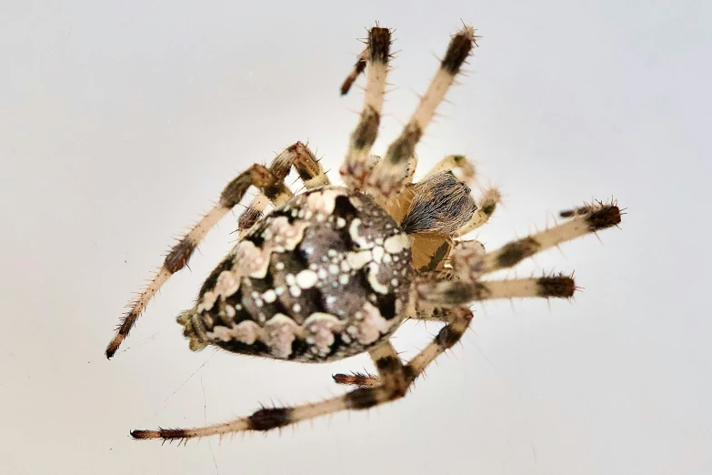 a close up of the underside of a spider