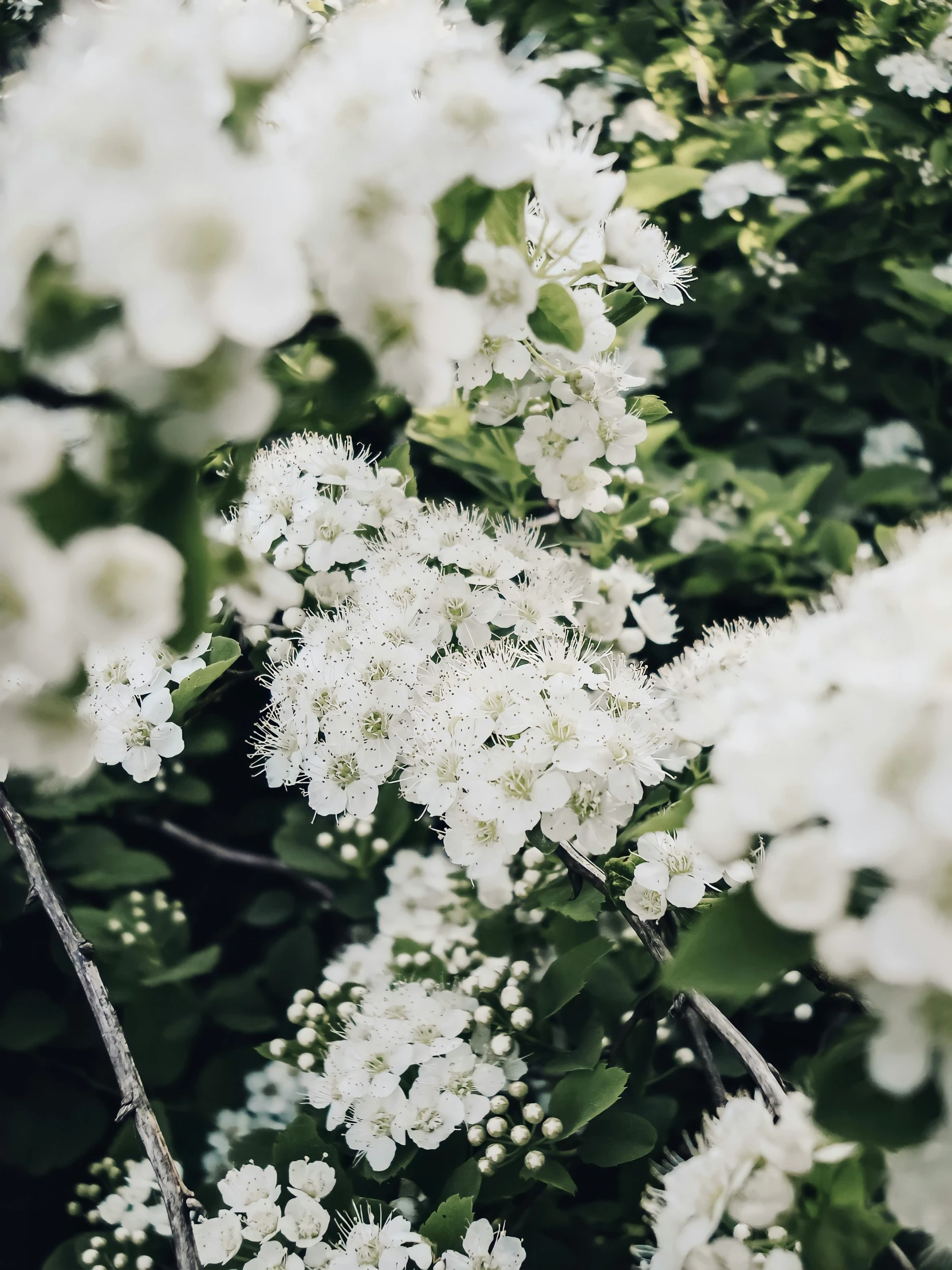 a bush with white flowers in the foreground and greenery around it