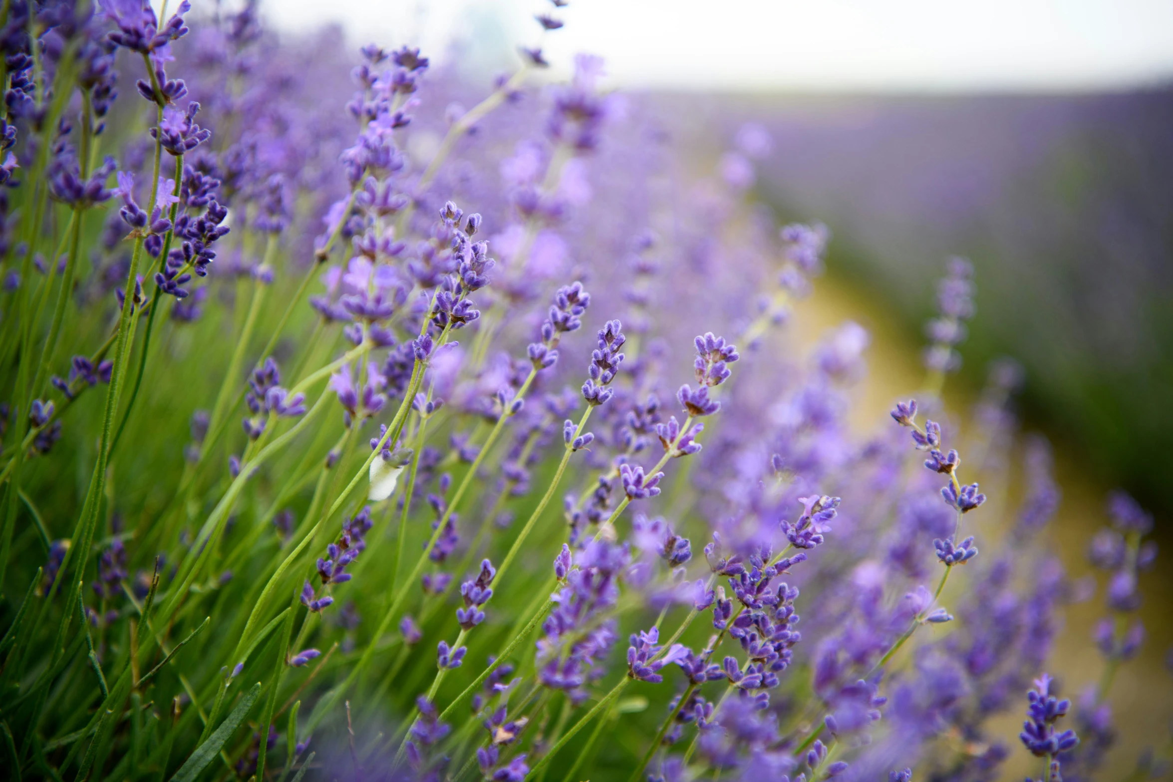 purple flowers growing next to each other on a sunny day