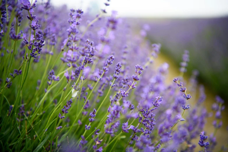 purple flowers growing next to each other on a sunny day