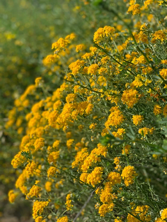 yellow flowers are growing in the grass