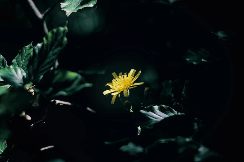 a yellow and green leaf with a small flower