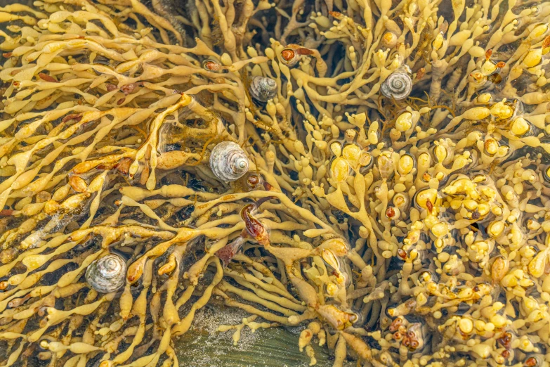 a seaweed is sprouting its way through the water