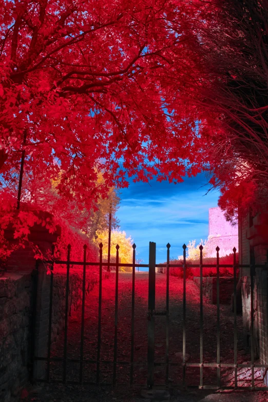 view from behind a gate of trees with red leaves