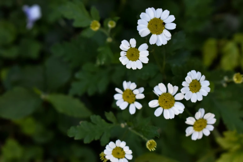 some daisies growing outside on the ground