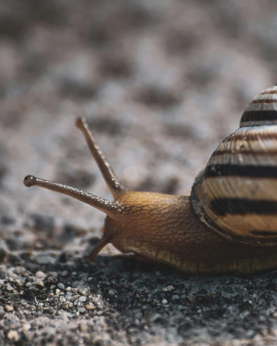 a snail sits on the ground and is facing away