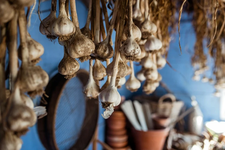 mushrooms are being dried on a pole near a wall