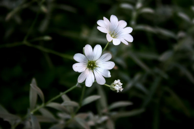 two white flowers are seen through the blurry pograph