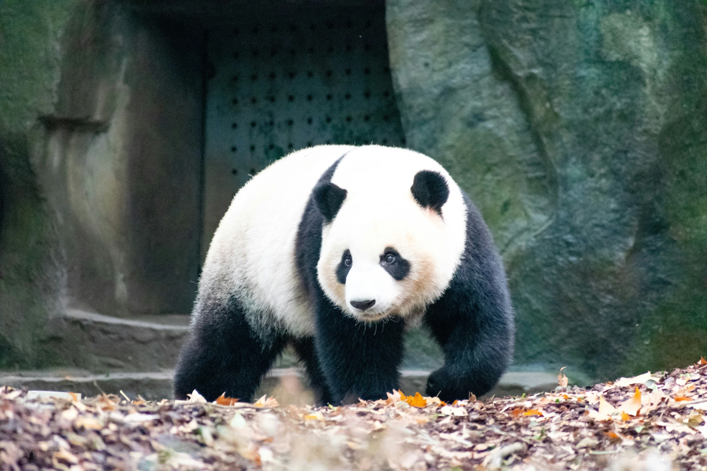 panda bear is walking in the rocky zoo habitat