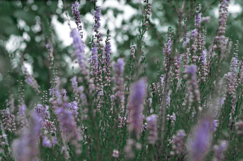 several small lavender colored plants grow in the rain