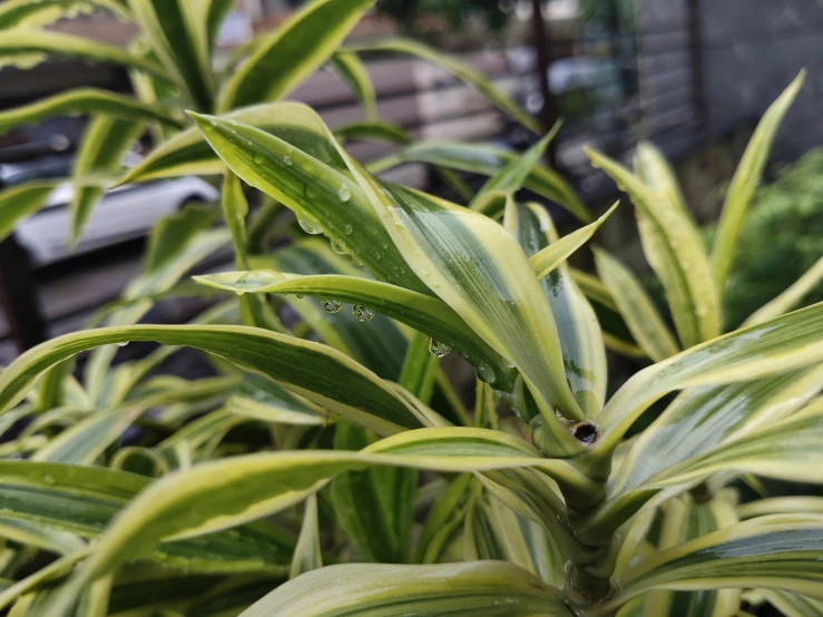 a green plant with water drops on it