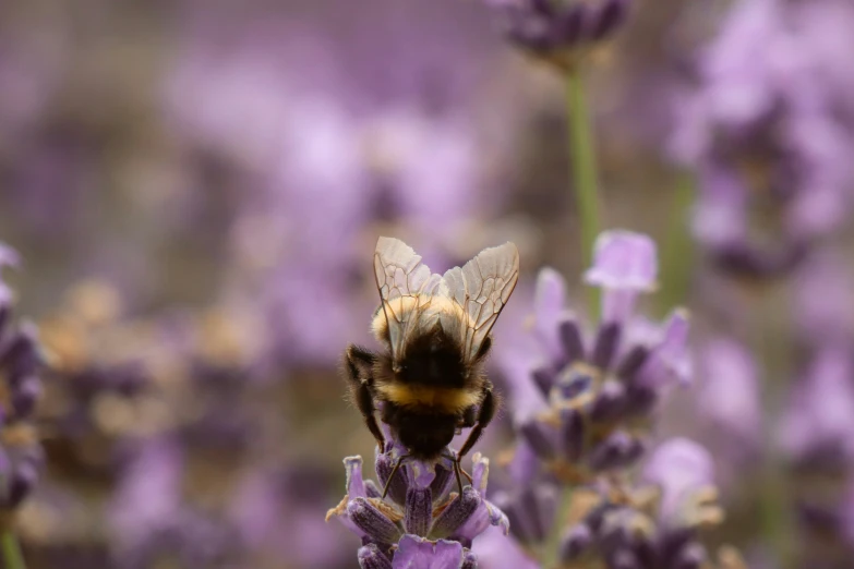 a bee that is sitting on some lavender flowers