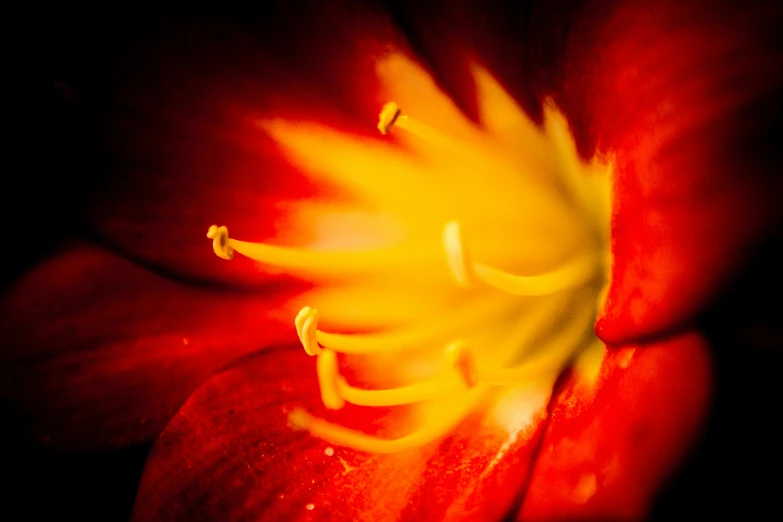 the side of a flower in its bloom
