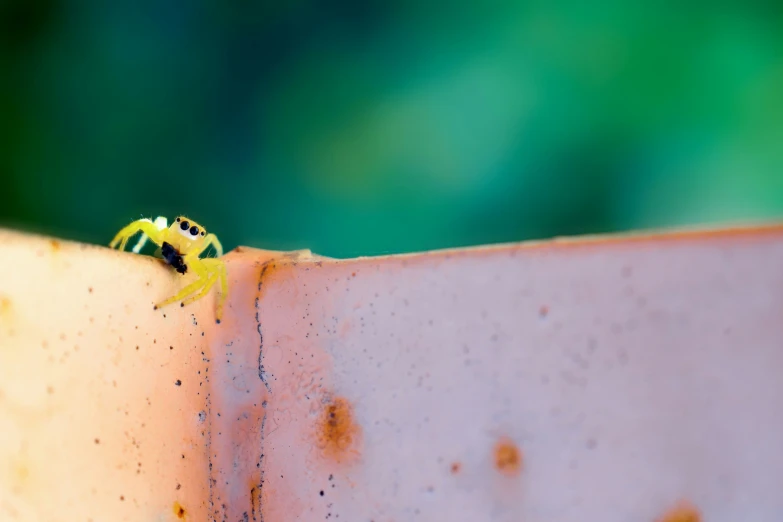 a yellow bug sitting on top of a wall