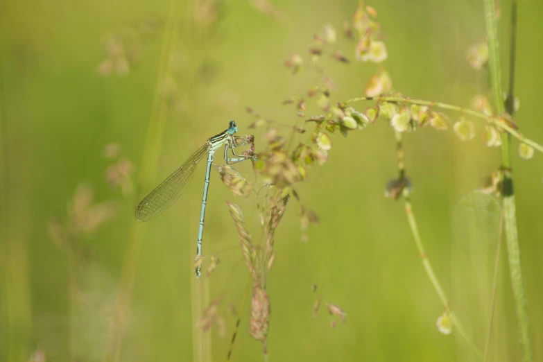 a blue and black dragon fly sitting on top of a grass plant