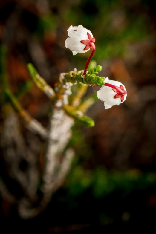 two white flowers in front of a blurry background