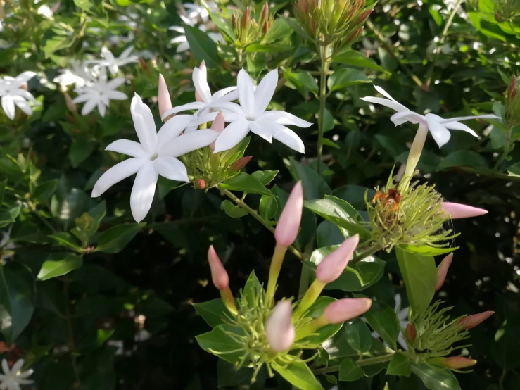 an image of a bush with some white flowers