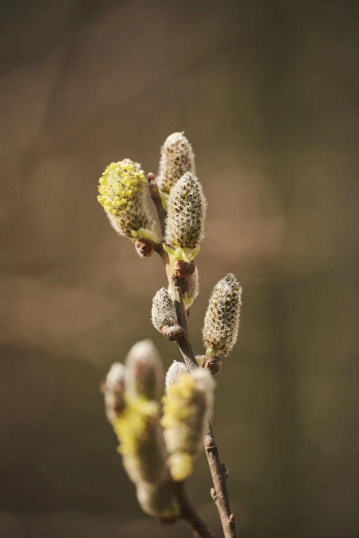 small yellow flowers on the stems of some sort