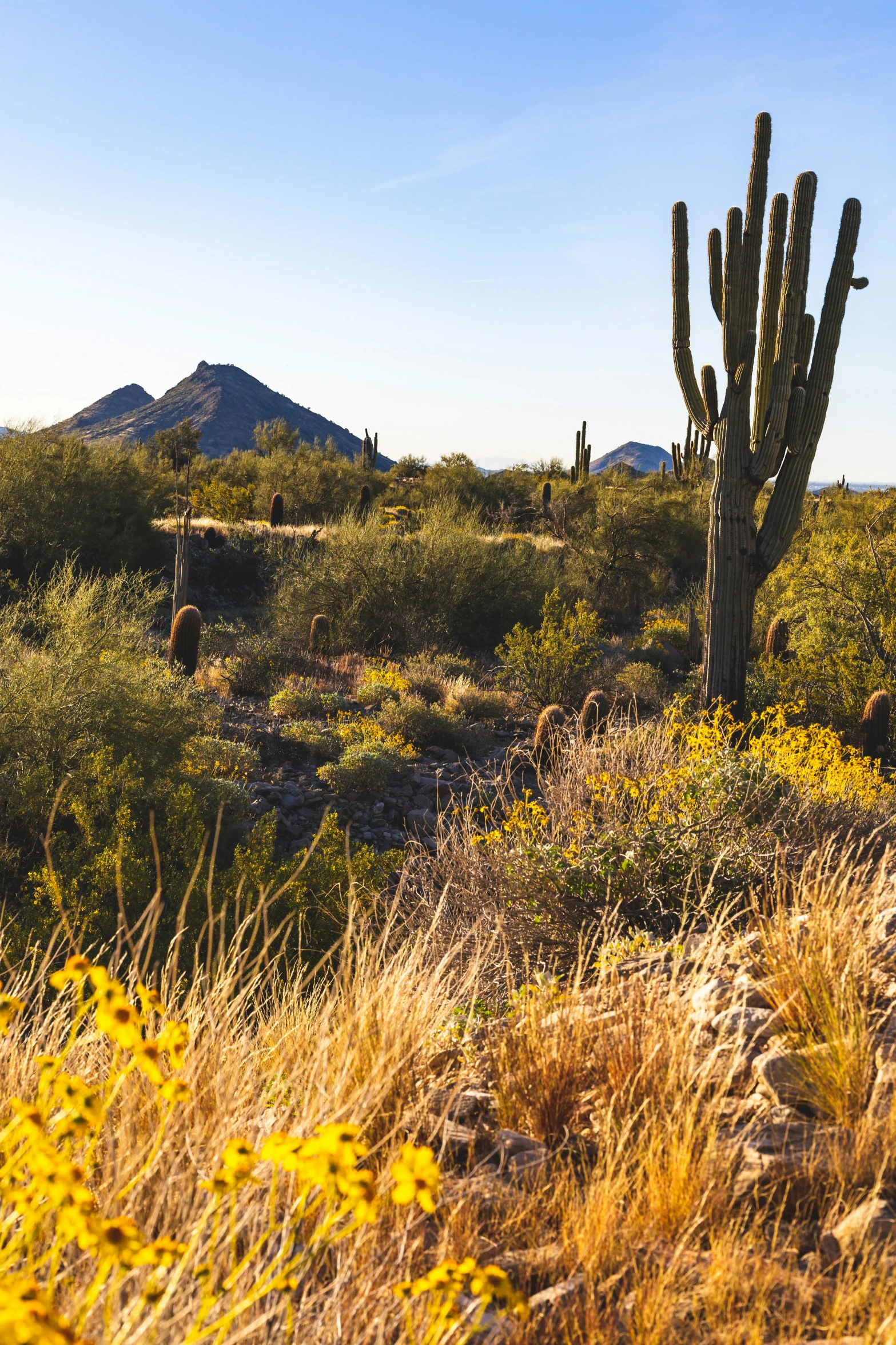 a large cactus plant in the middle of the desert