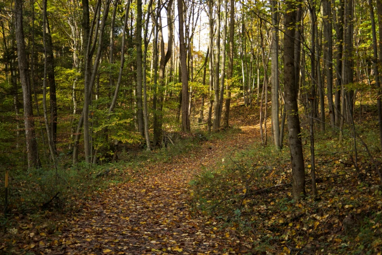 a trail through the forest in fall