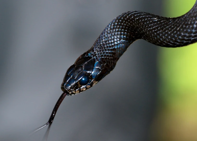 a blue snake with an almost black pattern on its head