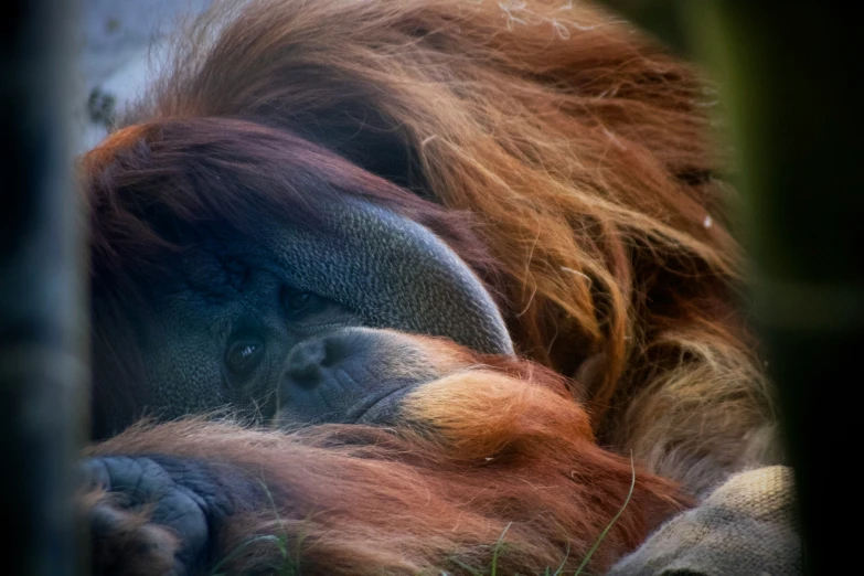 an orangua resting its head on another animal