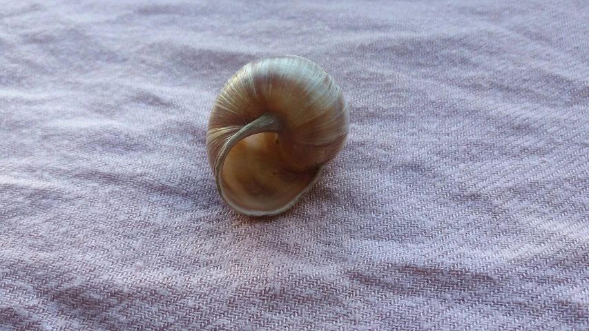 a shell laying on the ground