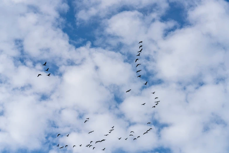 flock of birds in the sky flying in formation