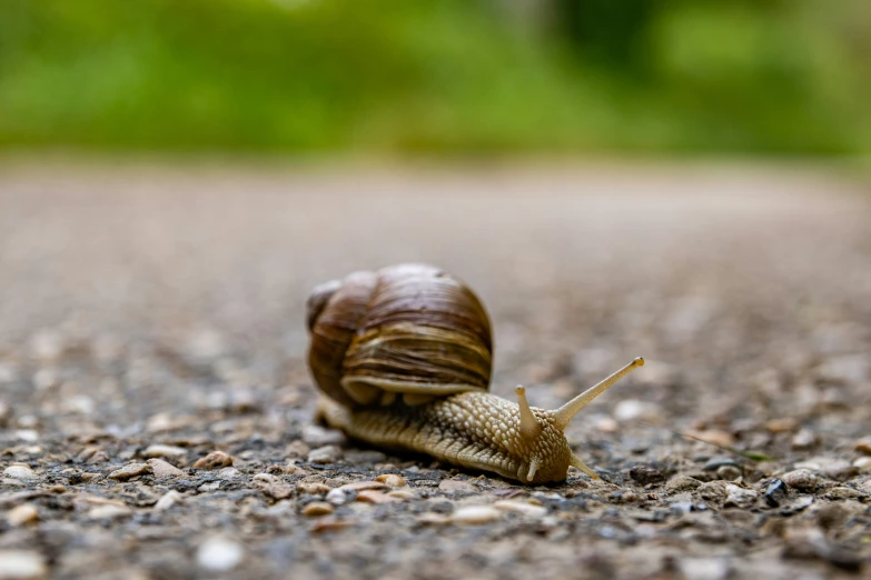 a close up of a snail on a paved area