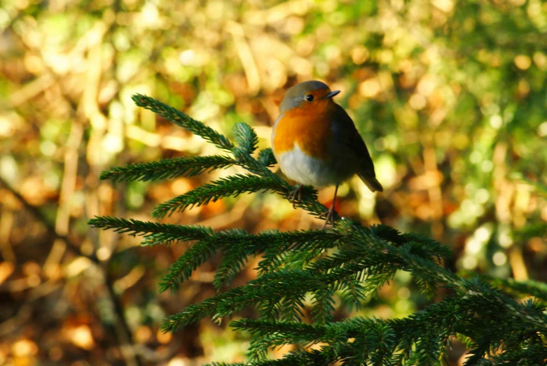 a small bird perched on a pine tree