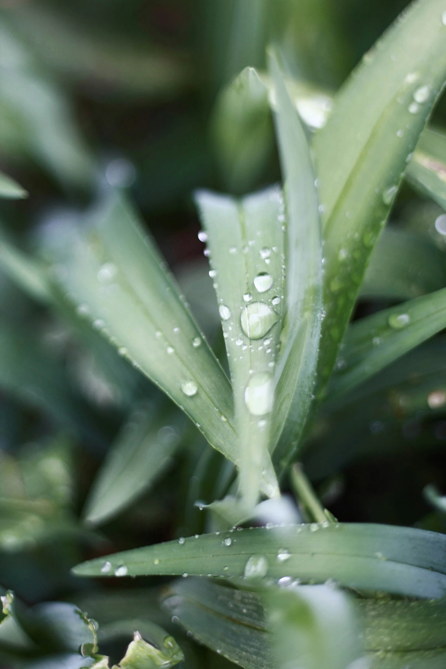 a green plant with water drops that are in the grass