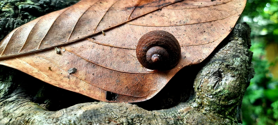 a leaf with an unusual hole in it is perched on a tree trunk