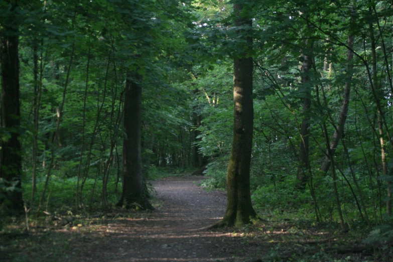 the woods are lush and filled with green plants