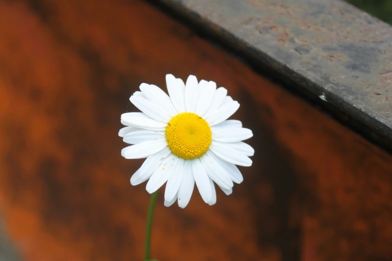 a daisy sitting on a table beside the concrete